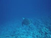 Click to see the group (Egypte Sep/Oct 2005 du corsaire)