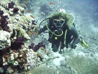 Click to see the group (Egypte 2006 En plong�e)