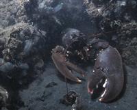 Click to see the group (Zélande du 27-28/08/2010)